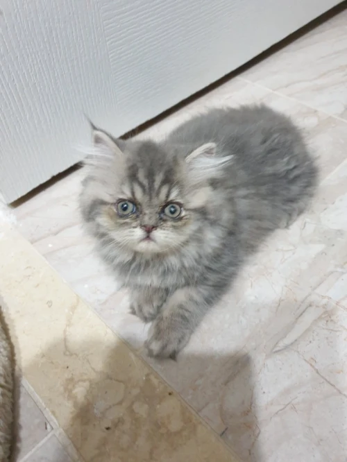 Vente de chat persan