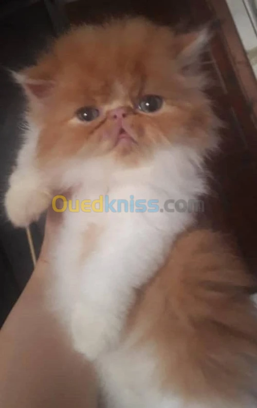 Femelle peke face 