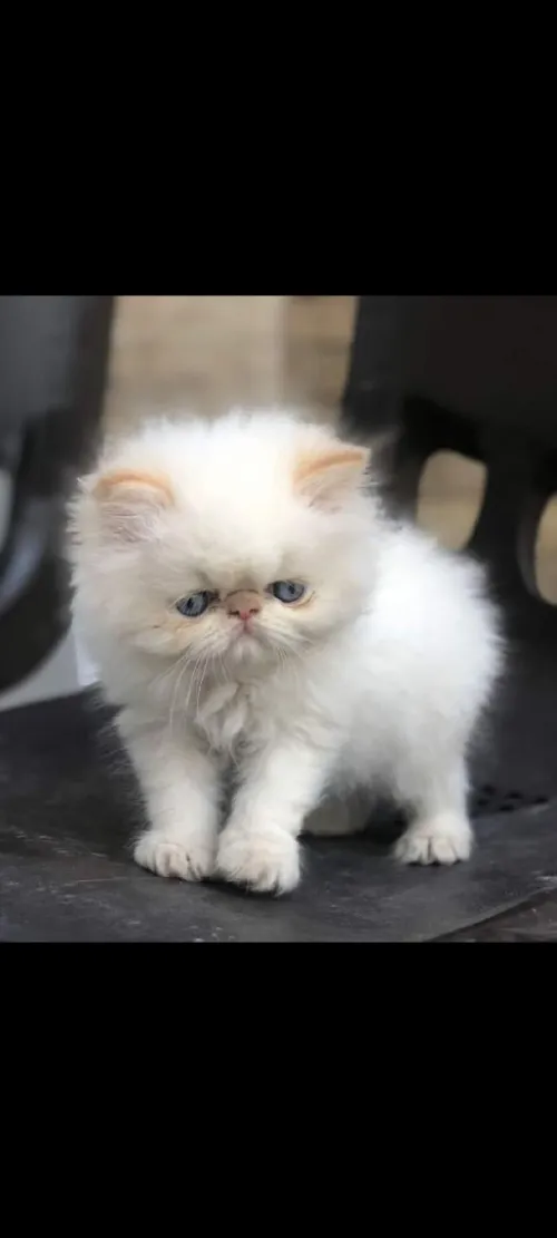 Femelle peke face
