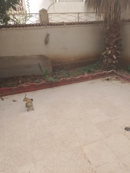 Location Appartement Duplex F6 Alger El achour
