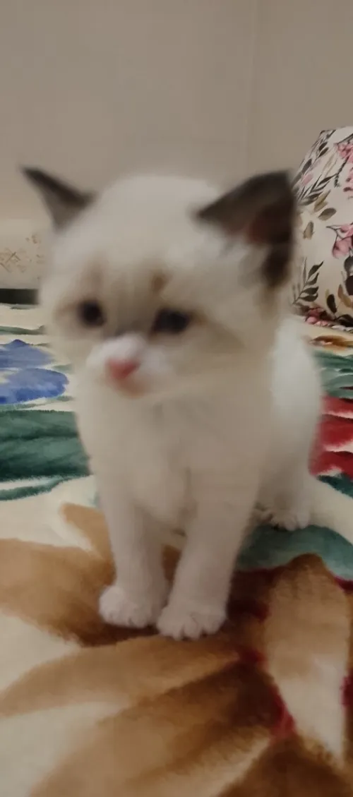 cat persan ragdoll