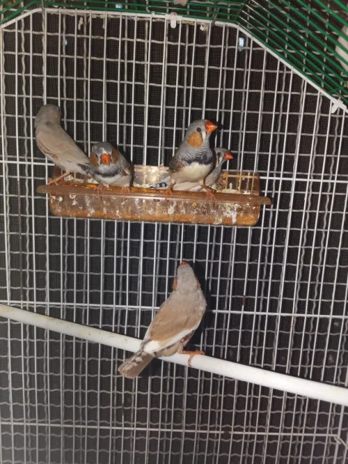 Mandarin mal