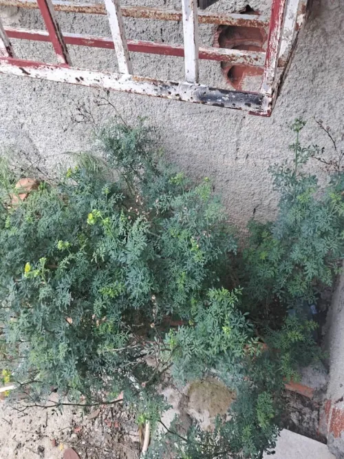 Vente Immeuble Blida Meftah