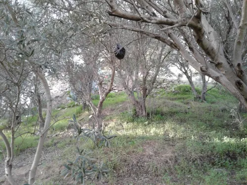 Vente Terrain Skikda Collo