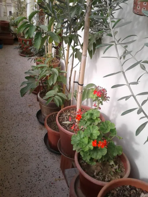 Vente Appartement Niveau de villa F5 Skikda Skikda