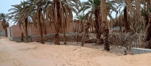 Vente Terrain Ouargla Ouargla