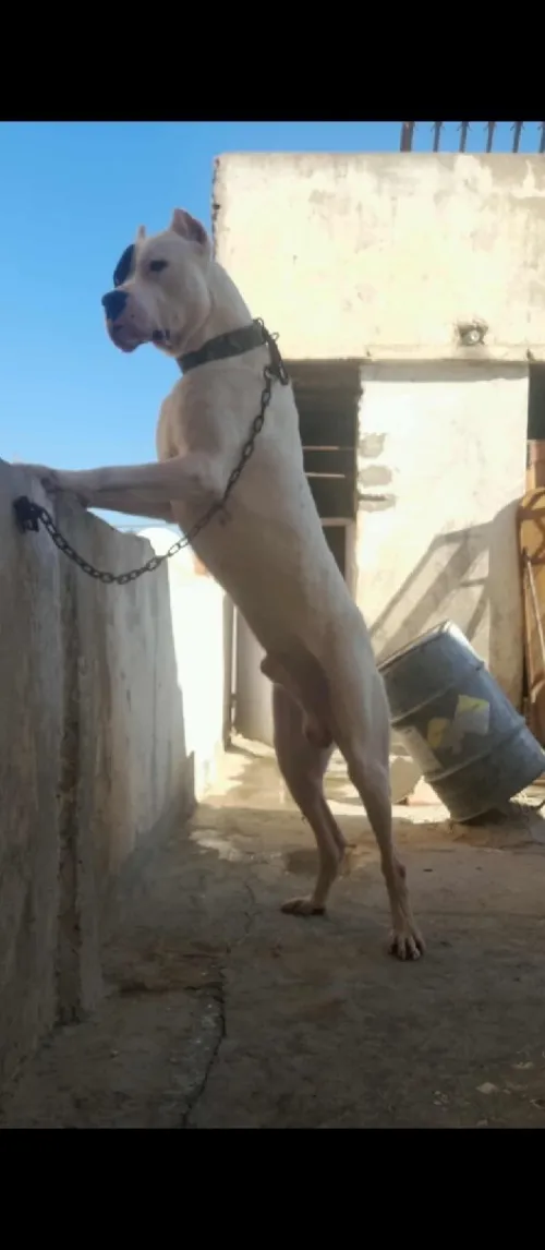Dog argontino