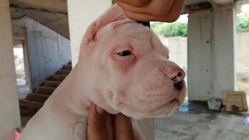 Chiot dog argontino 