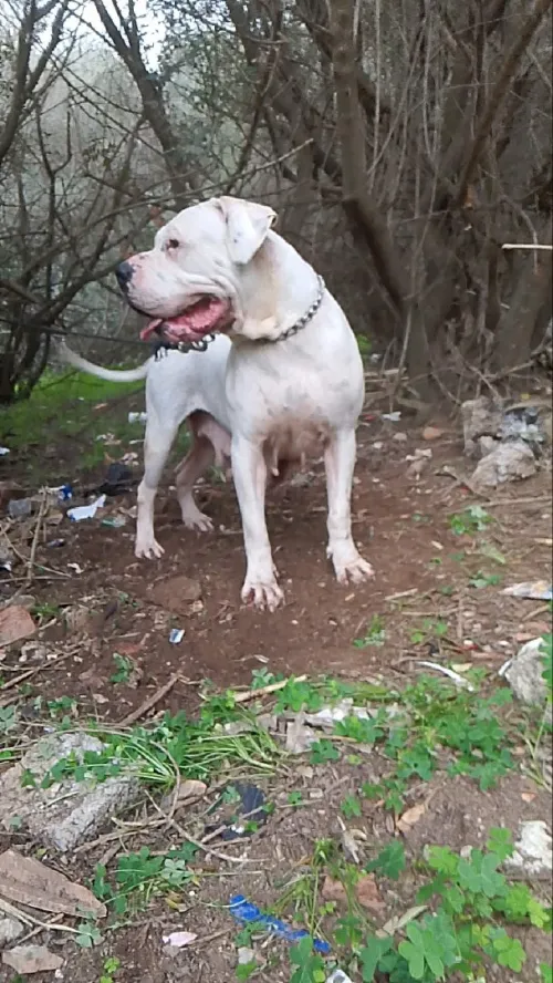Femelle Dog argontino