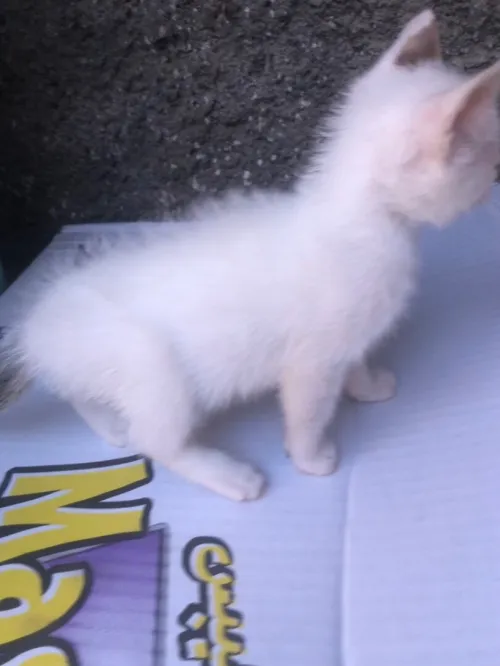 Cherche adoption