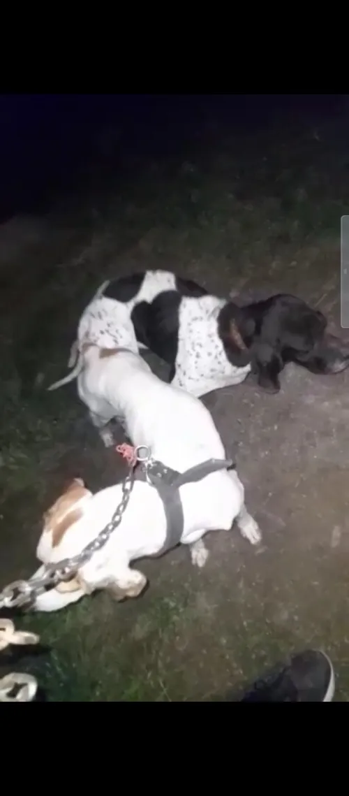 Chine de chasse pointer