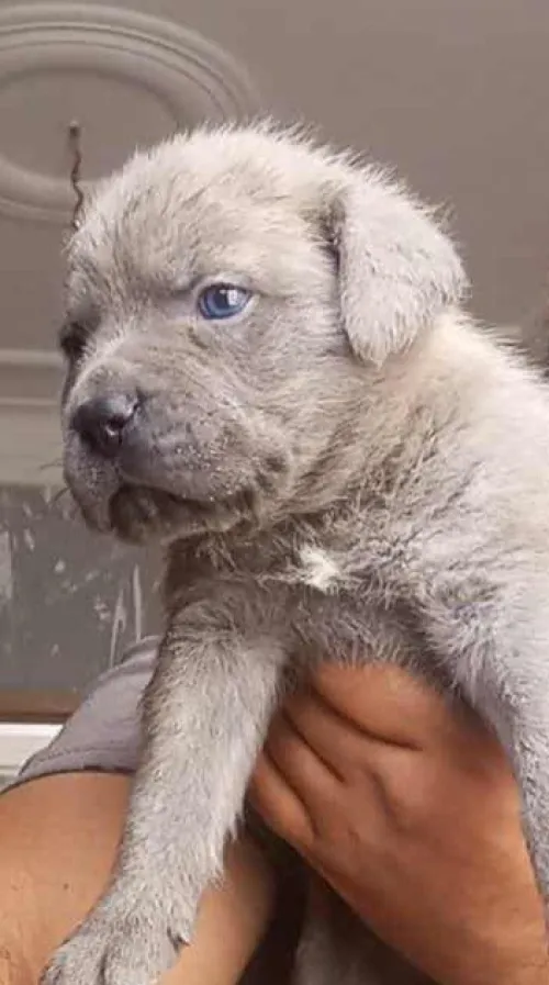 Chaîne cani corso