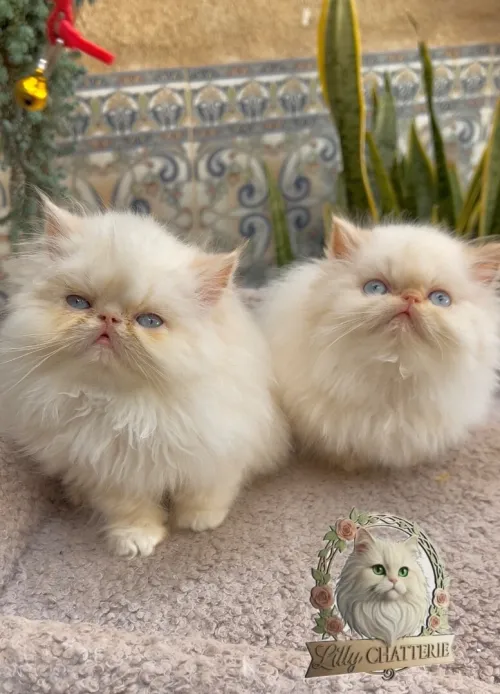 Persan Himalaya picky face