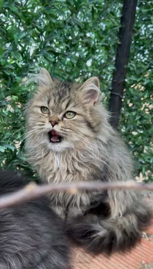 Chat persan 