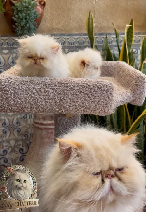 Persan Himalaya picky face