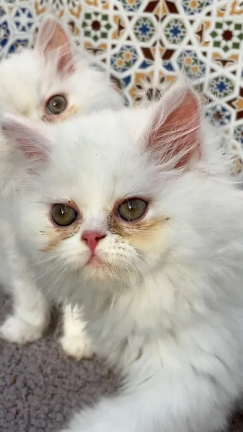 Chat persan 