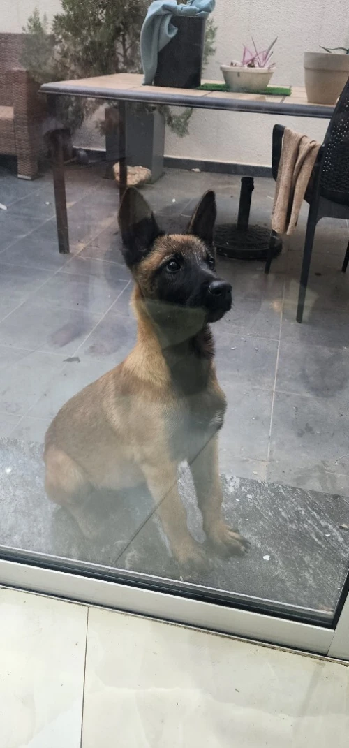 Malinois