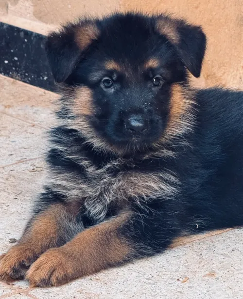 Berger allemand pedigree 