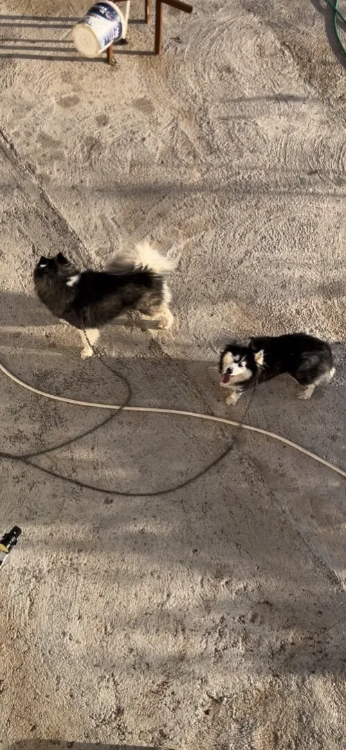 Couple Husky malamute