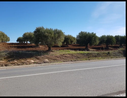 Vente Terrain Agricole Tlemcen Amieur