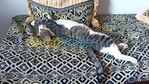 Chat 