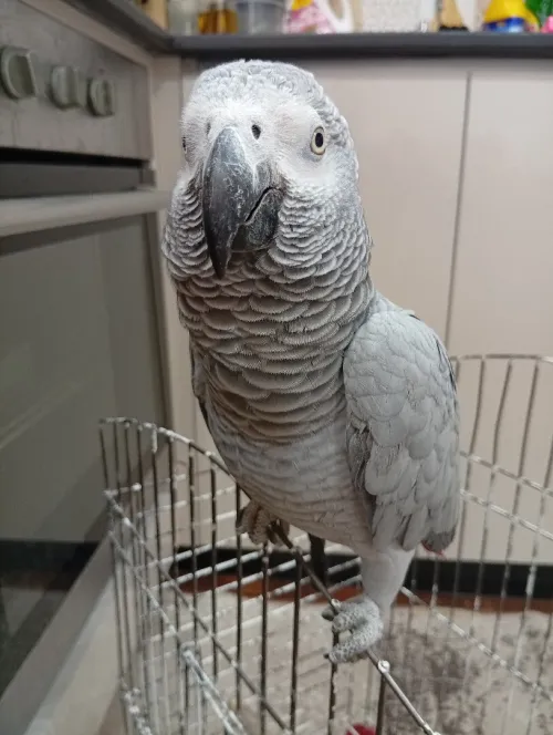 Gris du Gabon