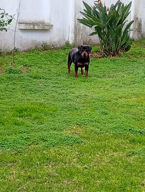 Mal rottweiler pour accouplement