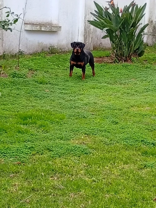Mal rottweiler pour accouplement