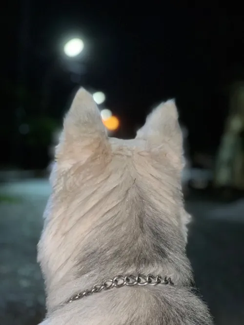 Husky