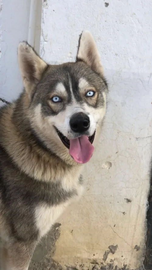 huskyrace sibérien
