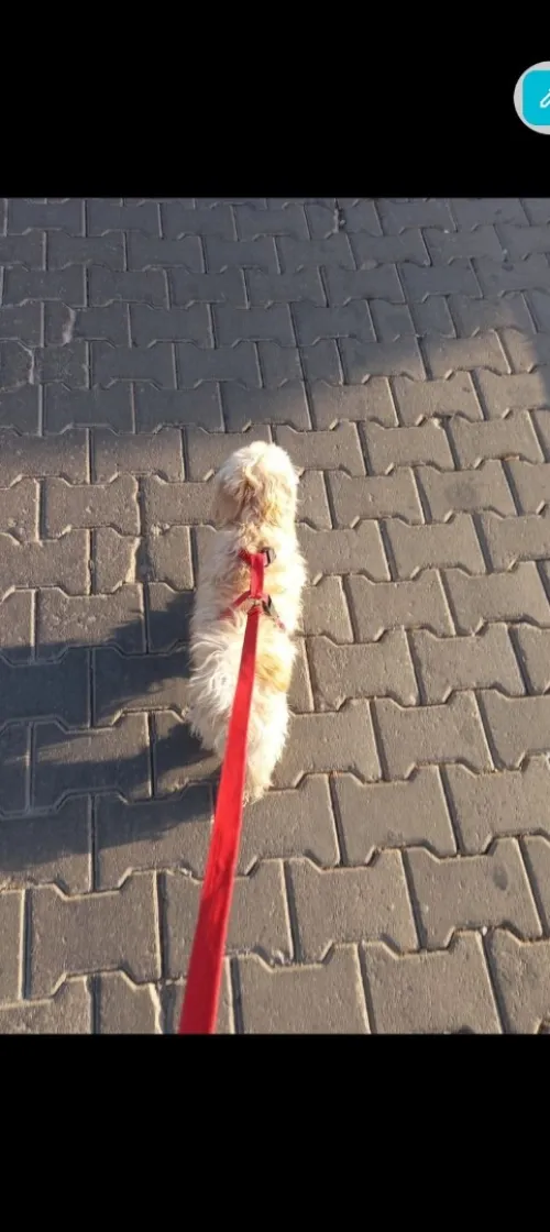Une Caniche Bichon (3mois)