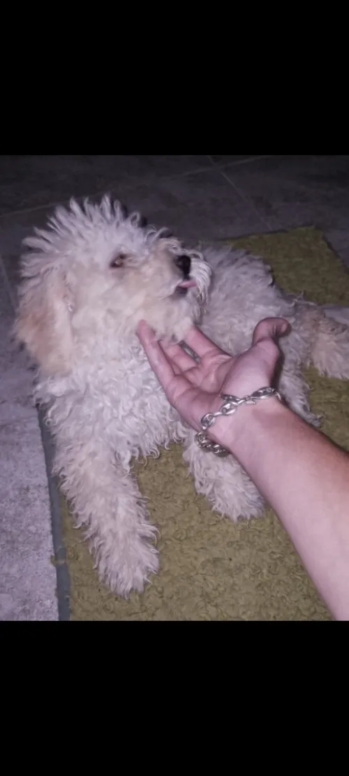 Petite belle Caniche bichons de 3 mois