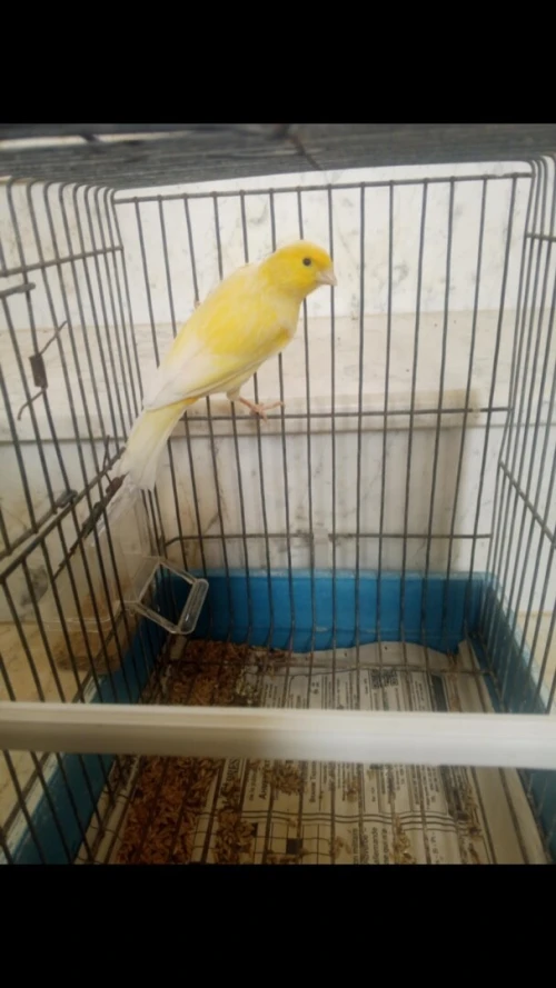 canari ordinaire 
