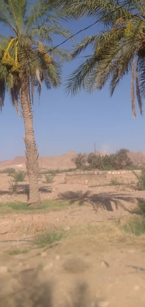 Vente Terrain Agricole Biskra El hadjeb