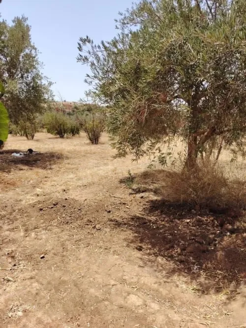 Vente Terrain Relizane El guettar
