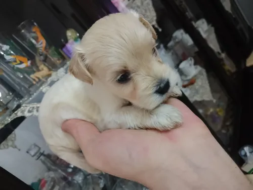 Chien bichon maltais 