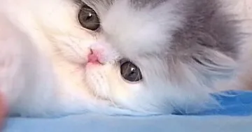 Chat van pure race