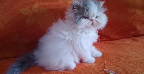Chat van pure race