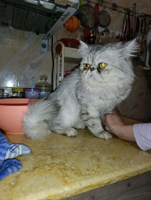 Chat persan mal