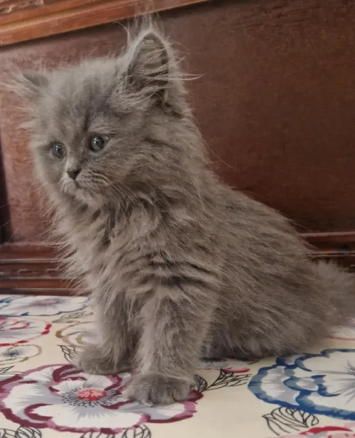 Chat persan 