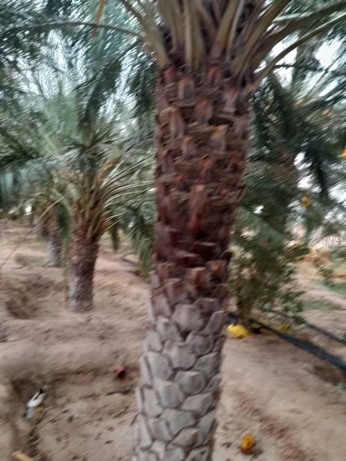 Vente Terrain Agricole Biskra Lichana
