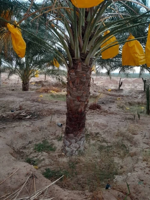 Vente Terrain Agricole Biskra Lichana