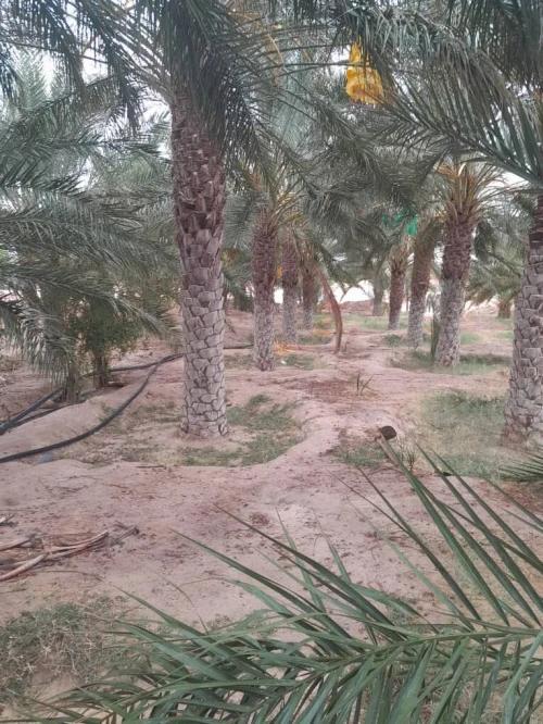 Vente Terrain Agricole Biskra Lichana