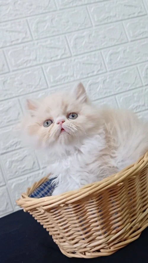 Persan piki face