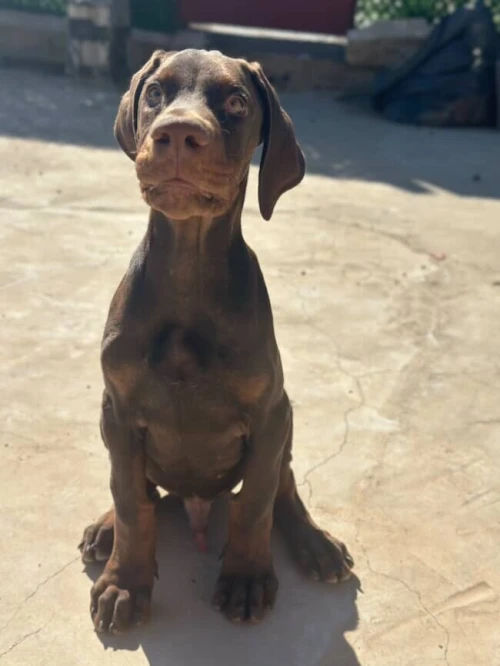 Chien dobermans européen 3 mois avec carnet de vaccination 
