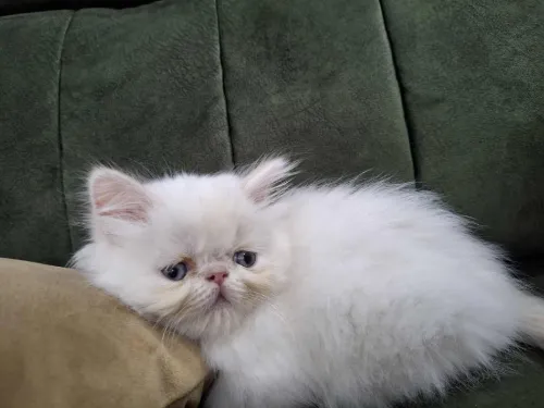Chat persan femelle 