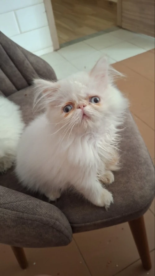 Chat persan peke face femelle 