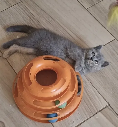 Chat british shorthair femelle 