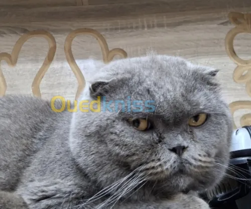 Chat Scottish fold pour accouplement 