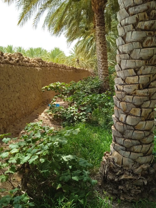 Vente bien immobilier Biskra Tolga